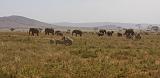 TANZANIA - Serengeti National Park - 038